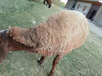 گوسفند (گروه، جنسیت مشخص نشده), Arashan sheep — عکس 3