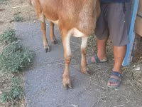 Montone, Arashan sheep — foto 2