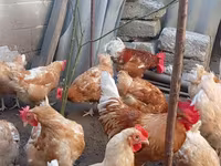 Chickens — الصورة 4