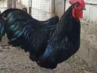 Chickens — عکس 1