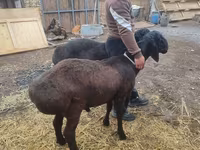 Domba jantan, Sheep — foto 4