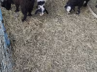 Kozy (partia, płeć nieokreślona), Kozy — zdjęcie 2