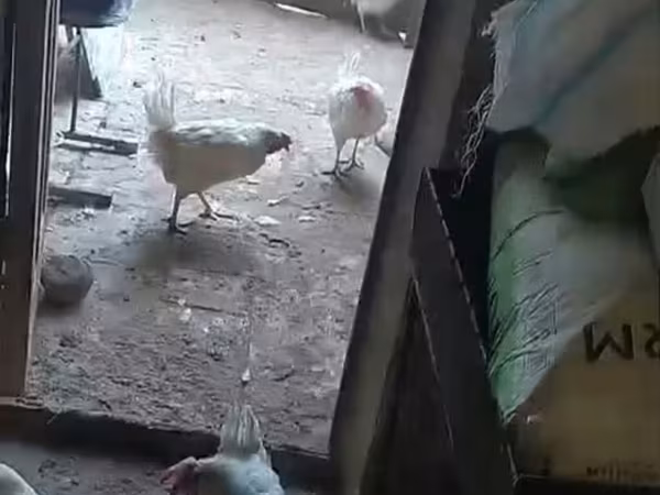 Куры