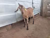 Domba betina, Sheep — foto 3