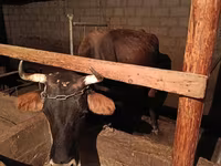 Vacă, Swiss cattle — foto 3