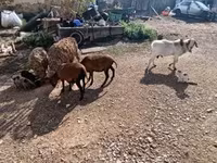 بز ماده, بز — عکس 4