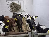 Ταύρος, Russian Black pied cattle — φωτογραφία 3