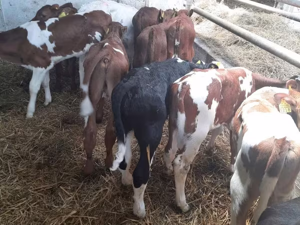 วัวตัวผู้, Simmental cattle