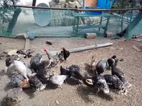 Chickens — foto 1