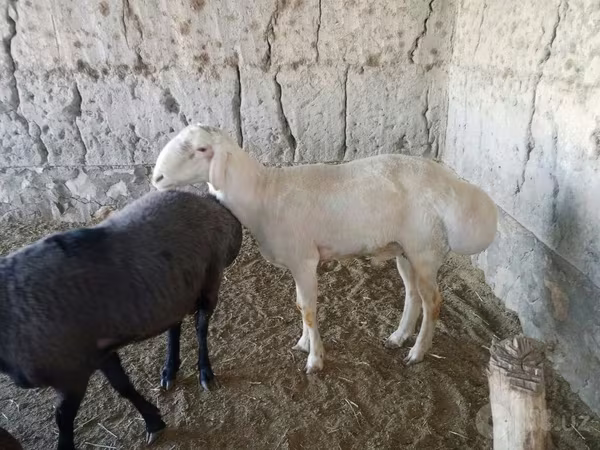 قوچ, گوسفند