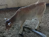 گاو نر, Swiss cattle — عکس 3