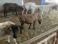 Ovce, Cameroon sheep — foto 2