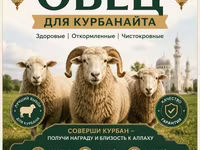 Beran, Ovce — foto 1