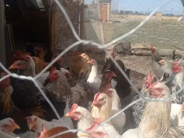 Chickens