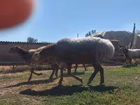 Ovca, Arashan sheep — fotografija 4