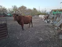 Mucca, Bovini — foto 4
