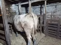 Mucca, Aberdeen Angus — foto 3