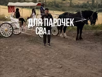 Kůň, Koně — foto 7