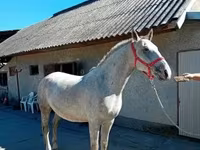 Kůň, Lipizzaner — foto 5