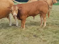 Stier, Limousin koe — foto 2