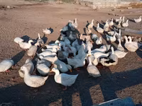 Pekin Jerman — foto 2