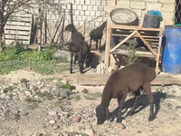 قوچ, گوسفند — عکس 4