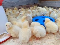 Chickens — foto 1