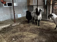Kambing jantan, Sheep — foto 1