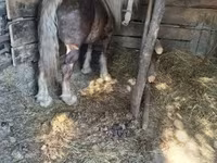 Aygır, Atlar — foto 2