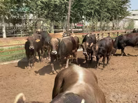 گاو و گوساله (گروه، جنسیت مشخص نشده), Swiss cattle — عکس 5