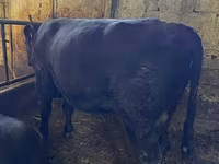 Bull, Red Polled Cow — photo 3