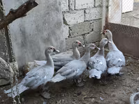 Ducks — photo 1