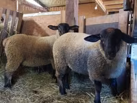 Sheep, Baerchuke sheep — photo 2
