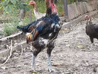 ردکپ دربی‌شر — عکس 4