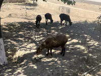 Koç, Koyunlar — foto 1