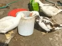 Domestic Muscovy — φωτογραφία 2
