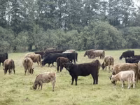 公牛, Galloway cow — 照片 1