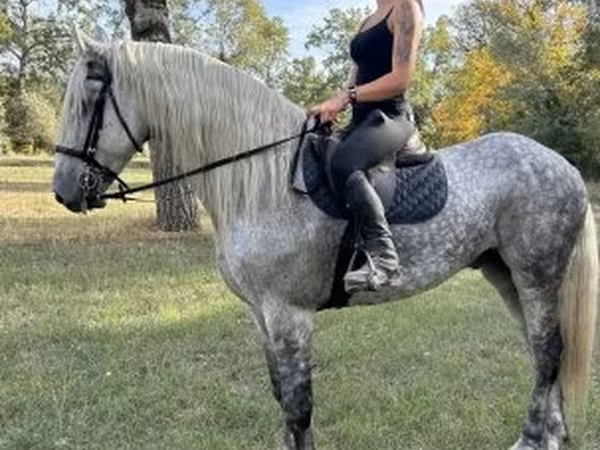 Kuda jantan, Andalusian horse