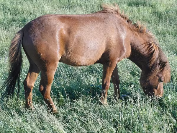Kuda jantan, Horses
