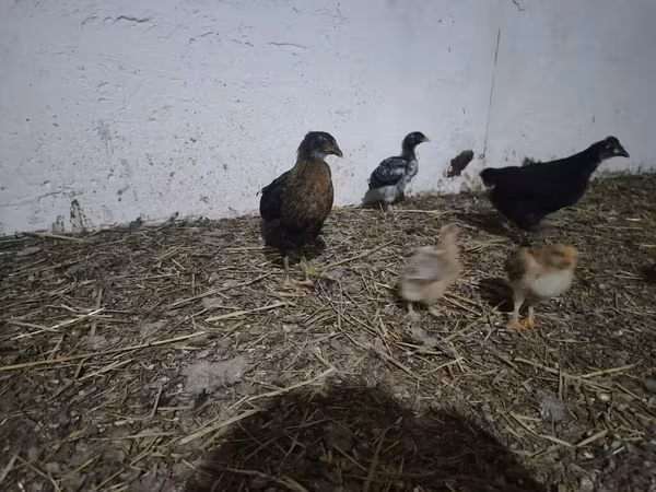 Chickens