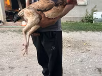 Chickens — foto 3