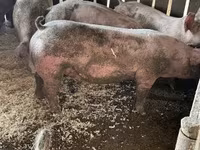Eber, Schweine — Foto 2