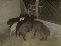كبش, Hissar sheep — الصورة 1