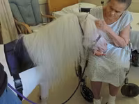 Klisna, Miniature horse — foto 1