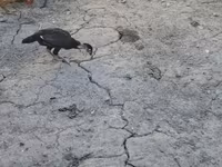 Chickens — foto 5