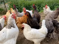 Chickens — ፎቶ 2
