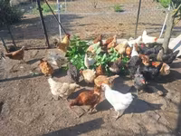 Chickens — 6-сурет