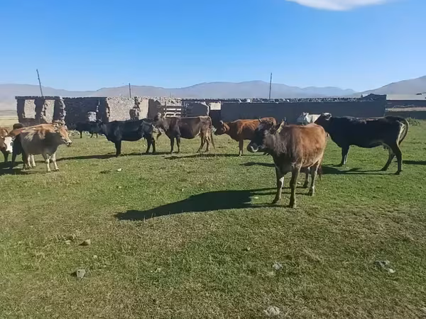 Vaca, Ganado vacuno