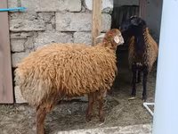 भेड़, भेड़ — फ़ोटो 6