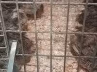 Quails — 사진 4